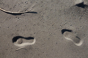 Fototapeta na wymiar Seagulls and human footprints (かもめと人の足跡)