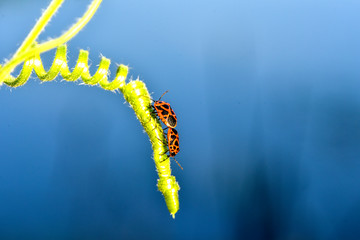 Pairless bugs inhabiting wild plants, macro close-up