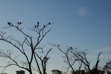 Flock of crows in Japan, Toyama