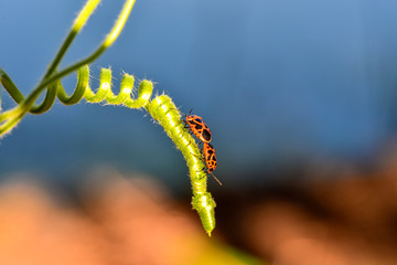 Pairless bugs inhabiting wild plants, macro close-up