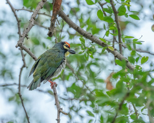 Coppersmith Barbet (Psilopogon haemacephalus) perching on a tree branch