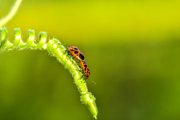 Pairless bugs inhabiting wild plants, macro close-up