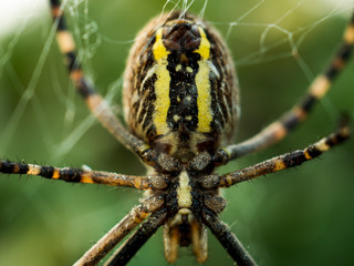Wasp spider Argiope bruennichi. orb-web Insect with yellow stripes, web pattern. green grass background, macro view, horizontal soft focus. Large striped yellow and black spider on its web macro