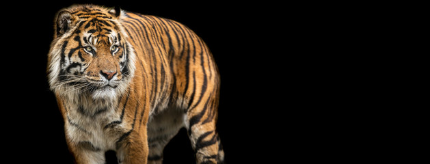 Fototapeta na wymiar Template of Tiger with a black background