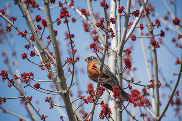 A picture of American robin perched on the branch.   Vancouver BC Canada