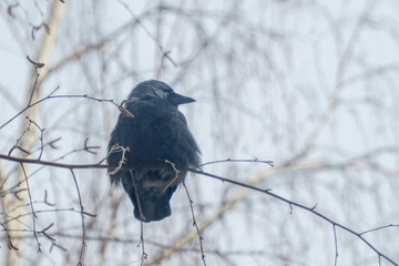A jackdaw is sitting on a branch of a birch tree. Black bird on a tree