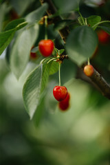 Cherries on the tree