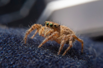 Close up of the Jumping spiders on a blue cloth in the house. The Salticidae on sofa  with green...