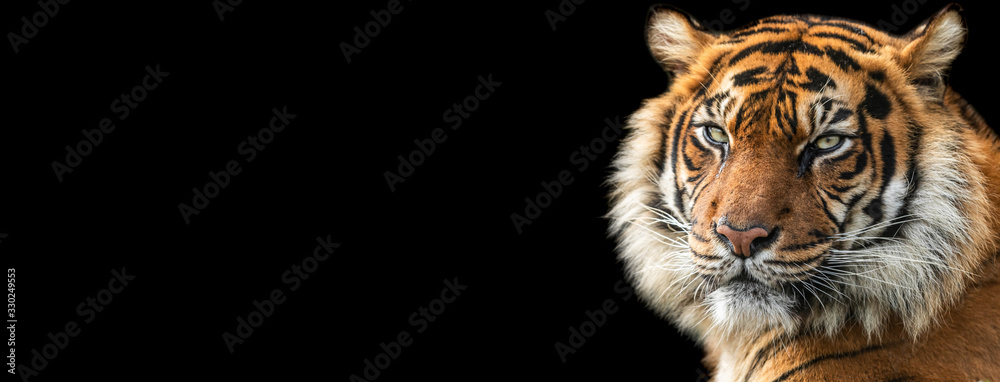 Wall mural template of tiger with a black background