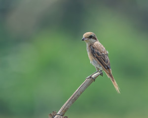 Close up of Brown Shrike (Lanius cristatus) perching with blurry background