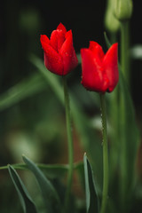 Red Tulips in the rain