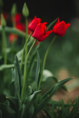 Red Tulips in the rain