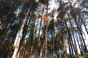 Fototapeta premium Tall trees from below.