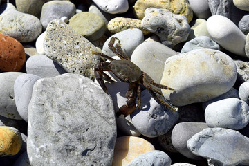 On a Sunny day, the crab crawls out on the rocks to get warm. Black sea coast.