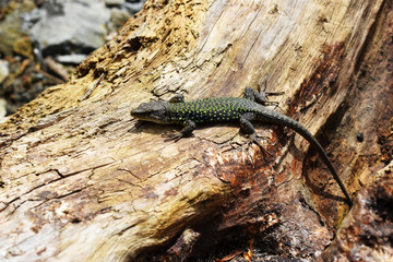 A beautiful lizard crawls on a log. The lizard has a protective color similar to its environment. It lives along The black sea coast.