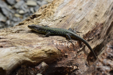 A beautiful lizard basks in the summer sun. The sand lizard lives along The black sea coast.