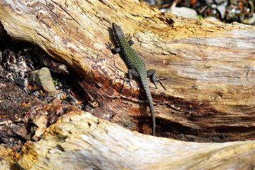 Sand lizard without fear, sitting on an old log. The spring sun warms the lizard's scales. It lives along The black sea coast.