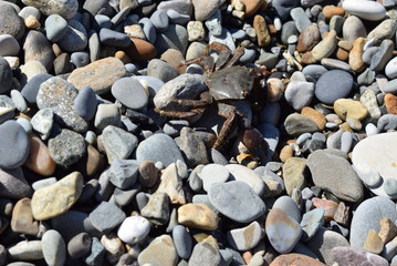 The crab moves from the reservoir to a dry place to bask in the sun. Black sea coast.