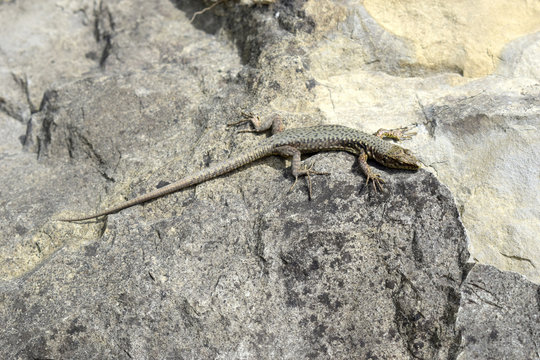 The gray lizard is the same color as the rock surface. The color of the lizard allows it to disguise itself from predators.