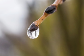 Water droplets hang beautifully on the branches in spring afternoon.