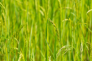 A close-up view of the rice plant being harvested ready to harvest in the fields.