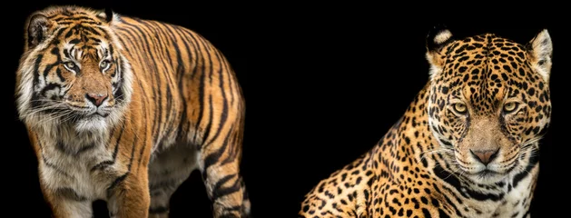 Tuinposter Sjabloon van tijger en jaguar met een zwarte achtergrond © AB Photography