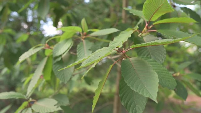 Mitragyna speciosa or Kratom leaves swaying in the wind