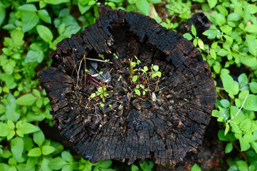 湿った切株に生える植物