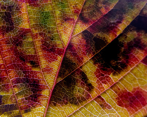 Obraz premium Autumn Leaves Macro Abstract