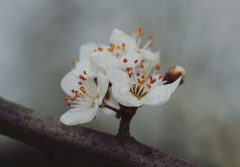 Fototapeta na wymiar white cherry blossoms on a black background