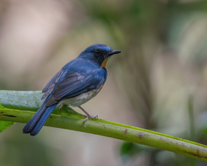 Indochinese Blue Flycatcher (Cyornis sumatrensis) perching on a tree branch