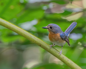 Indochinese Blue Flycatcher female (Cyornis sumatrensis) perching on a tree branch