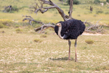 birds Ostrich, Struthio camelus in green Kalahari, desert after rain season. Kalahari Transfrontier Park, South Africa wildlife safari