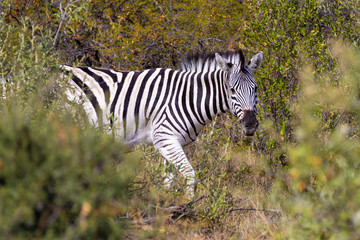 Beautiful stripped zebra head in african bush. Khama Rhino Sanctuary reservation, Botswana safari wildlife. Wild animal in the nature habitat. This is Africa.