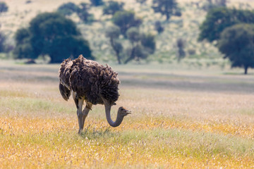 birds Ostrich, Struthio camelus in green Kalahari, desert after rain season. Kalahari Transfrontier Park, South Africa wildlife safari