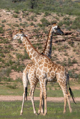 two cute Giraffes in Kalahari, green desert after rain season. Kgalagadi Transfrontier Park, South Africa wildlife safari