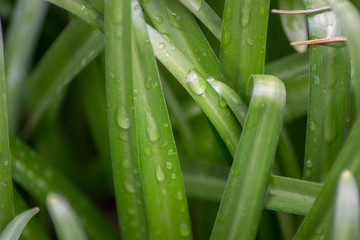 Rain drops on the green grass, natural background, wet surface, macro