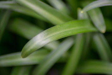 Obraz premium Green grass, natural background, outdoors, flower's leaves