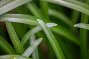 Obraz premium Green grass, natural background, outdoors, flower's leaves