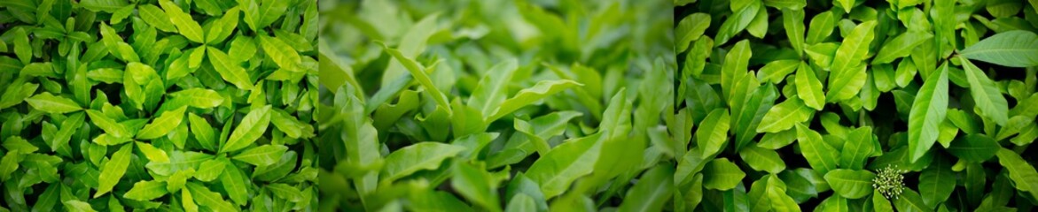 Top view and normal view, foliage group, lush green leaves