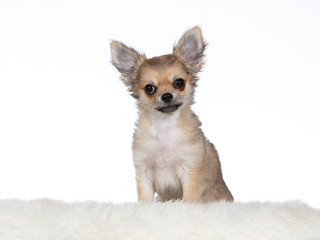 Cute chihuahua portrait. Image taken in studio with white background.