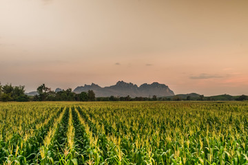 field of wheat and sunset