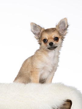 Cute chihuahua portrait. Image taken in studio with white background.