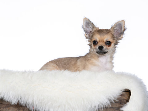 Cute chihuahua portrait. Image taken in studio with white background.