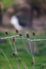 promenons-nous dans les près