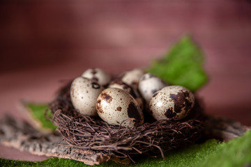 ecological quail eggs for dietary health food in a nest on a wooden background. close up