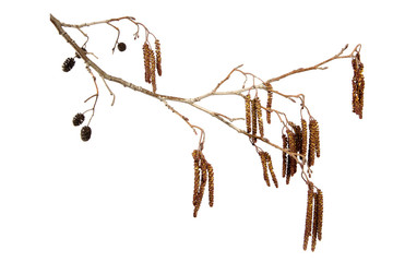 Dry alder tree branch with earrings and cones on an isolated white background. Isolate, tree stick.