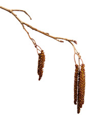 Dry alder tree branch with hanging earrings on an isolated white background. Isolate, tree stick.