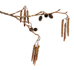 Dry alder tree branch with earrings and cones on an isolated white background. Isolate, tree stick.