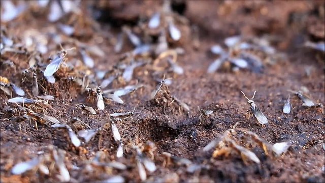 flying ants macro